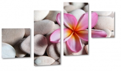 plumeria, rowa, hawajski kwiat, lei, kamienie, spa, dla kobiety
