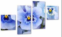 orchidea, storczyk, niebieski, bkitny, jasny, wiosenny, do salonu