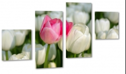 tulipany, biae, holandia, ka, pole, zdjcie makro, wiosenny, rowy, para