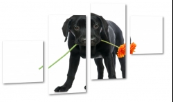 labrador, czarny, kwiat, podarunek, szczeniak
