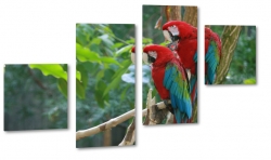 papugi, na gazi, czerwone, rodzina, rozmowa, dungla, ara