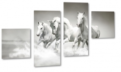 konie, biay ko, dostojny, majestatyczny, biel, pikno, grzywa, galop, bieg, symbol, jasno, opanowanie, spacer, wycig, rywalizacja, b&w