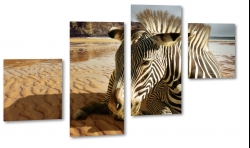 zebra, afryka, nad brzegiem, paski, cie, odpoczynek, relaks