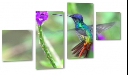 koliber, ptak, kwiat, skrzyda, natura, lot, pira, kolorowy, fioletowy, rolina, makro