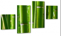 bambus, makro, zblienie, natura, ziele