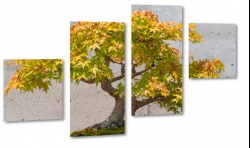 drzewo, jesie, sonecznie, jesienny klimat