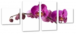 orchidea, fioletowy, patki, kwiaty, ogrd, wiosna, lato, biae to, odyga, fuksja