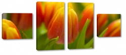tulipany, pomaraczowe, te, rozkwitajcy, otwarty, ogrd, ka, ciepe kolory