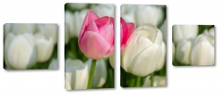 tulipany, rowy, biay, uprawa, wiosenne, ogrd, prezent, do salonu, para
