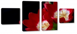 czerwone tulipany, kwiaty, bukiet, patki, licie, lato, natura, czarne to, pikno