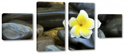 plumeria, kamienie, hawajski, kwiat zakochanych, wellness, spa, ty