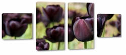 tulipany, czarne, fioletowe, holenderskie, ka, pole, uprawa