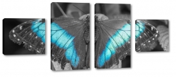 motyl, czarny, niebieski, skrzyda, owad, pikny, natura