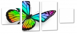 motyl, owad, kolorowy, mozaika, tczowy, skrzyda, abstrakcja, biae to
