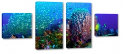 rafa koralowa, ryby, ocean, awica, nurkowanie, oceanarium, pod wod, kolorowy, pikno