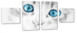 kot, kotek, spojrzenie, sier, futro, ciekawy, oczy, niebieskie oczy, wsy, b&w