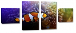 ryba, rybka, nemo, amfiprion, ocean, oceanarium, rafa koralowa, akwarium