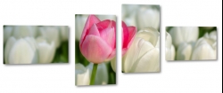 tulipany, rowy, biay, uprawa, wiosenne, ogrd, prezent, do salonu, para
