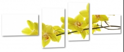 orchidea, ty, jasny, kwiaty, natura, ogrd, kwitncy, odyga, biae to, zapach