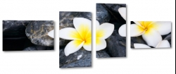plumeria, kamienie, hawajski, kwiat zakochanych, wellness, spa