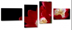 tulipany, czerwone, kwiaty, licie, pikno, natura, uroda, styl, ka, pole, ogrd, makro, czarne to