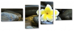 plumeria, kamienie, hawajski, kwiat zakochanych, wellness, spa, ty