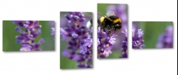 pszczoa, owad, lawenda, py, zapylanie, skrzyda, czuki, ty, fioletowy, makro, rozmyte to
