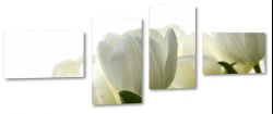 tulipany, holenderskie, biae, zapach, jasny, wiosenny