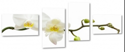 orchidea, biaa, storczyk, odyga, podarunek, dla kobiety, biae to