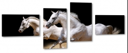 konie, siwek, arab, biay ko, dostojny, majestatyczny, biel, pikno, grzywa, galop, bieg, symbol, jasno, opanowanie, piasek, czarne to