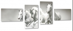 konie, siwek, arab, biay ko, dostojny, majestatyczny, galop, bieg, biel, jasny, b&w