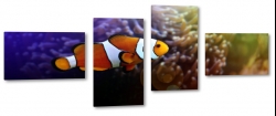 ryba, rybka, nemo, amfiprion, ocean, oceanarium, rafa koralowa, akwarium