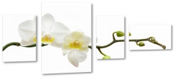 orchidea, biaa, storczyk, odyga, podarunek, dla kobiety, biae to