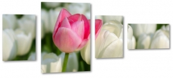 tulipany, holandia, zapach, rowy, para, dwa, bukiet, zapach, biae, dla kobiety