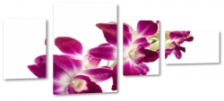 orchidea, fioletowa, biae to, do salonu, ukad, kompozycja