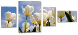 tulipany, holandia, zapach, biae, bukiet, wiosenny, do salonu, ogrd, niebo