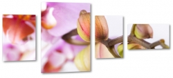 pki, orchidea, fioletowy, makro, zblienie, rolina, natura