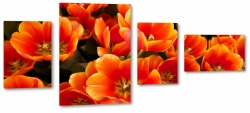 tulipany, pomaraczowe, czerwone, rozkwitajcy, otwarty, ogrd, ka, ciepe kolory