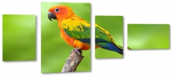 papuga, ara, kolorowa, pomaraczowy, na gazi, makro, dungla