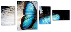 motyl, niebieski, owad, turkusowy, skrzyda, lot, pira, pikny, byszczcy, pirka