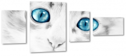 kot, oczy, spojrzenie, biay, wsy, niebieskie oczy, strach, ciekawo, biay
