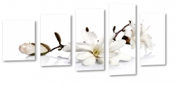 magnolia, kwiaty, natura, ozdoba, patki, pki, biae to, makro