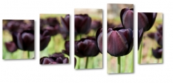 czarne tulipany, kwiaty, bukiet, patki, licie, lato, natura, pikno, makro, zblienie