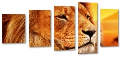 lew, krl lew, afryka, safari, dziki, dziko, kot, wadza, sia moc, symbol, zachd soca