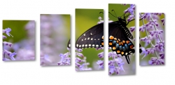 motyl, owad, natura, pikno, kwiat, fiolet, skrzyda, kolorowy, czarny, makro, mozaika 