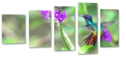 koliber, ptak, kwiat, skrzyda, natura, lot, pira, kolorowy