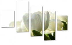 tulipan, biay, kwiaty, licie, pikno, natura, uroda, styl