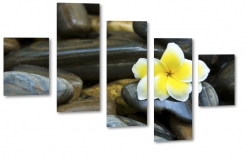 plumeria, hawajski, kwiat zakochanych, wellness, kwiaty, kamienie, natura, zdrowie, spokj, rwnowaga, relaks, patki, ty