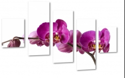 orchidea, storczyk, fioletowy, patki, natura, odyga, pki, prezent, kwiaty, biae to