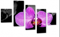 orchidea, storczyk, fioletowy, patki, natura, odyga, pki, prezent, kwiaty, czarne to